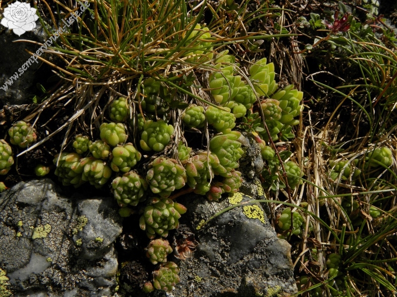 montanum ssp. montanum from Refuge des Espuguettes