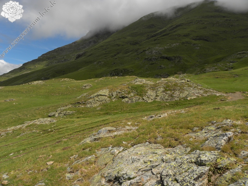 montanum ssp. montanum from Refuge des Espuguettes