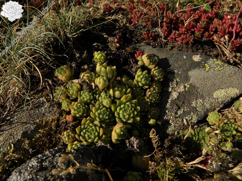 montanum ssp. montanum from Sant Maurici, Brücke