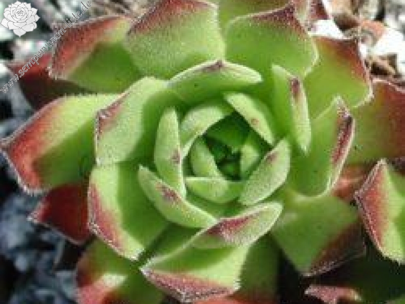 montanum ssp. burnatii from Mont Moutier