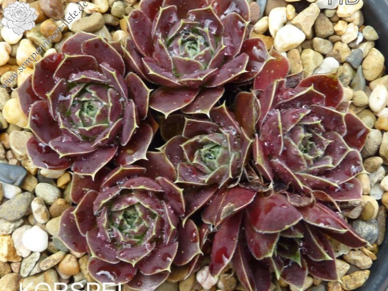 Korspel Ellerbroek / Jovi