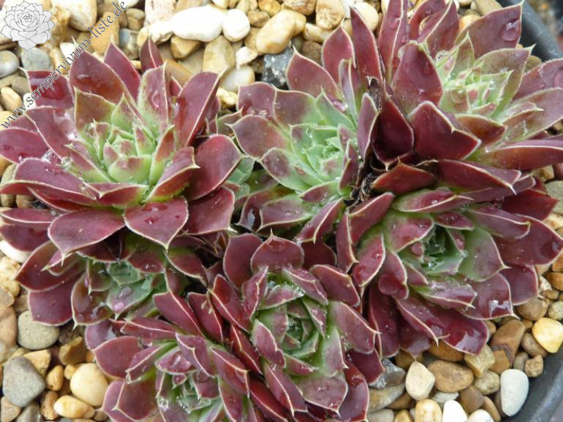 Korspel Red Rock / Jovi