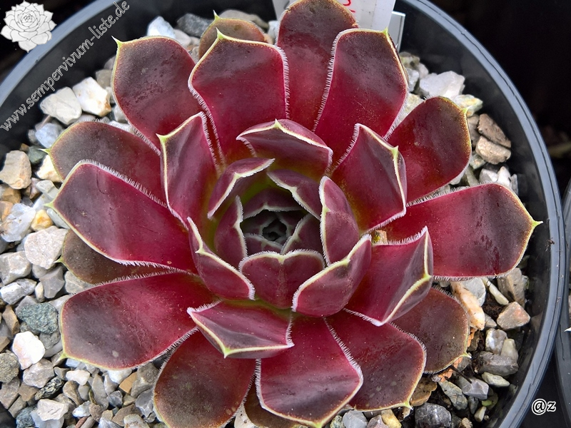 Korspelse Kapitolina / Jovi