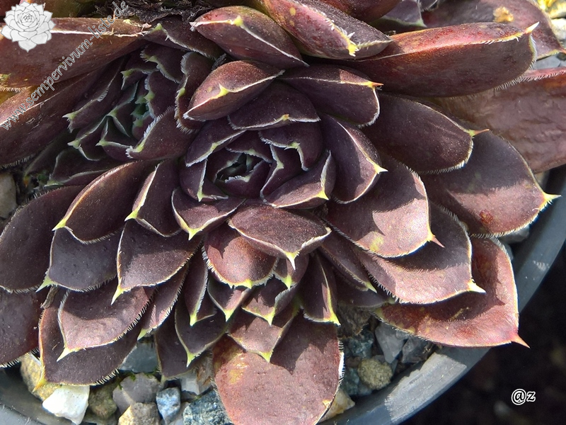 Korspelse Nireel / Jovi