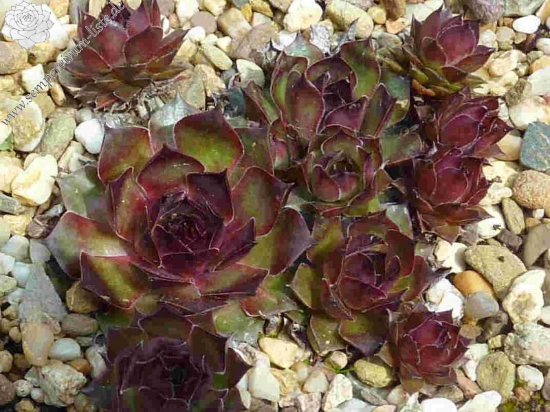 Korspelse Tyla Wannarat