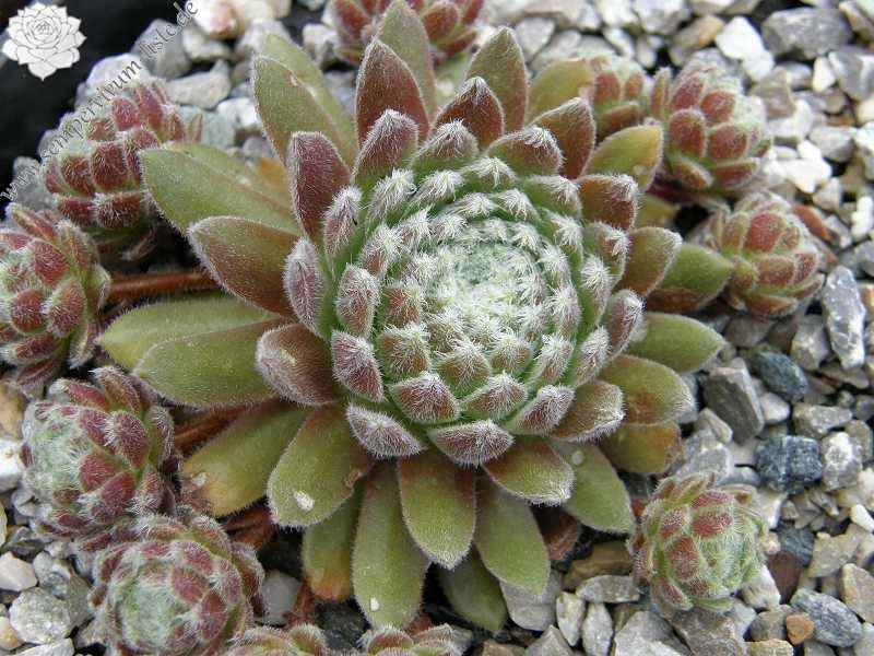 Lee Clair's Hybrid No. 3