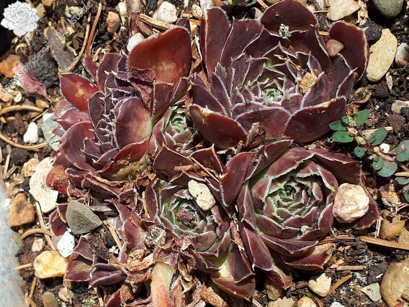 Korspelse Nireel / Jovi