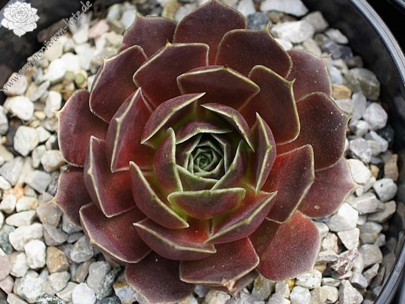 Korspel Ellerbroek / Jovi