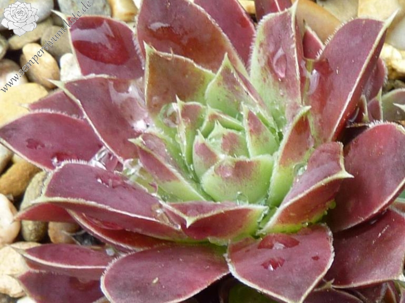 Korspel Red Rock / Jovi