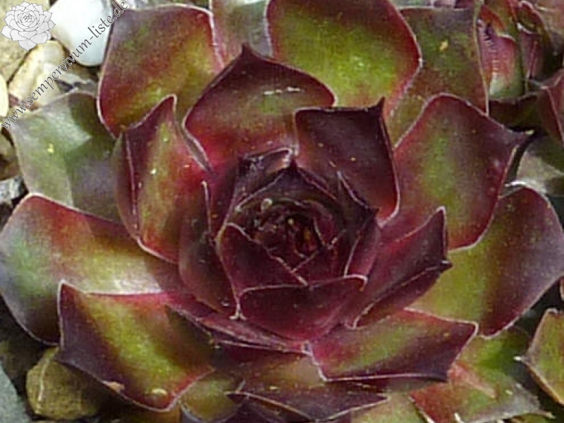 Korspelse Tyla Wannarat