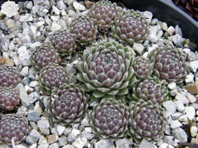 Lee Clair's Hybrid No. 3