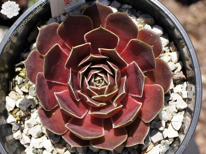 Korspel Ellerbroek / Jovi