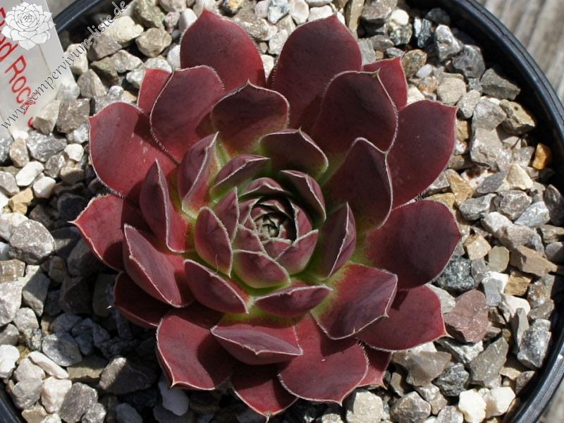 Korspel Red Rock / Jovi