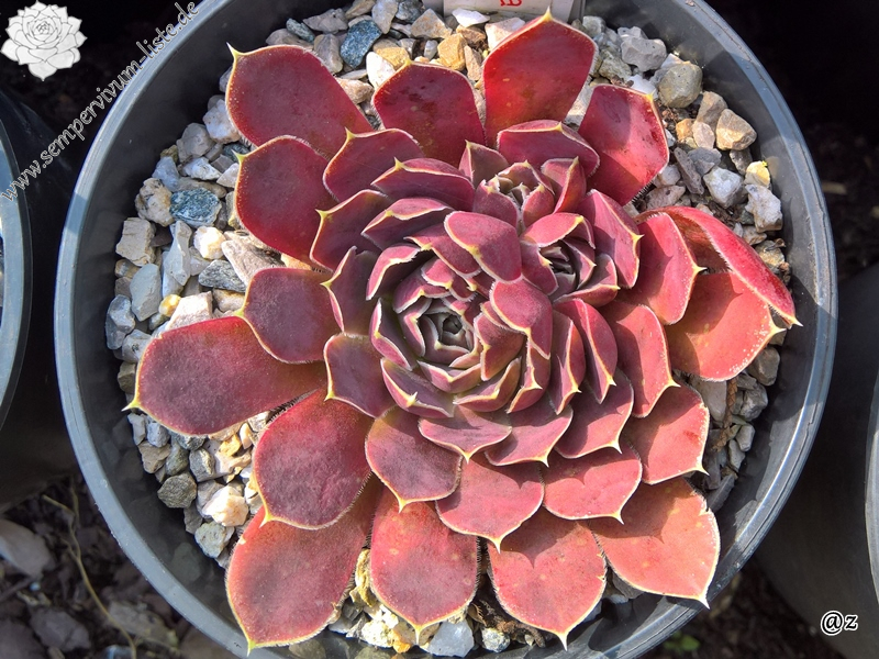 Korspelse Kapitolina / Jovi