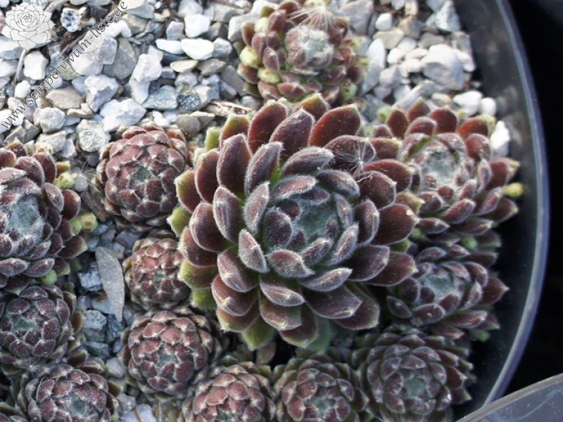 Lee Clair's Hybrid No. 3