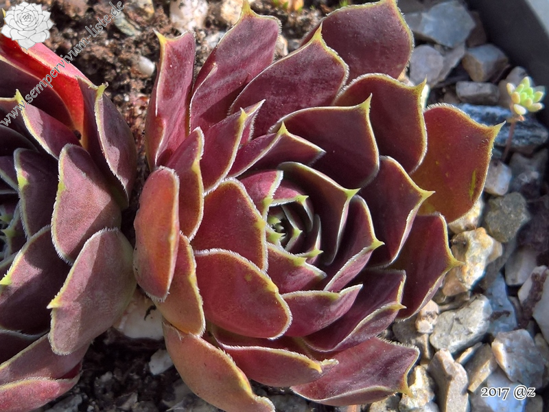 Korspel Ellerbroek / Jovi