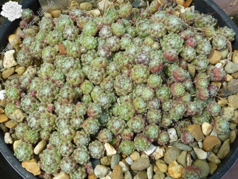 Lee Clair's Hybrid No. 3