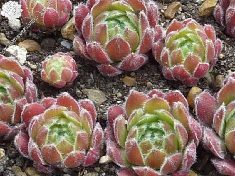 Lee Clair's Hybrid No. 1