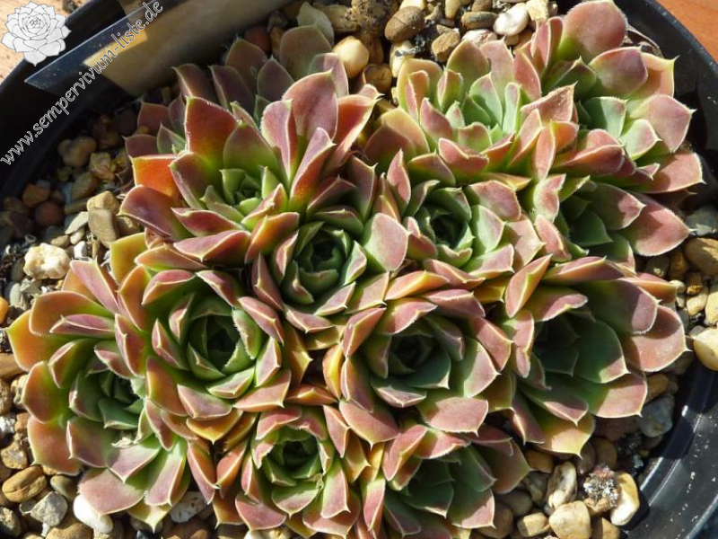 Constance Spry / Jovi