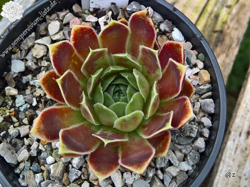 Korspelse Jorinde / Jovi