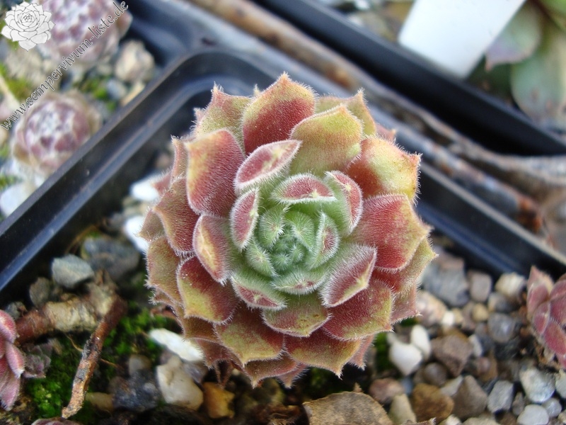 Lee Clair's Hybrid No. 1