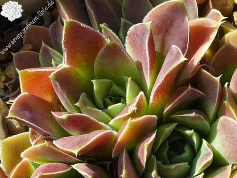 Constance Spry / Jovi