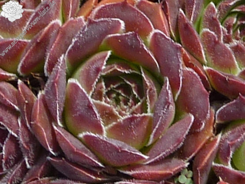 Korspel Krakeling / Jovi