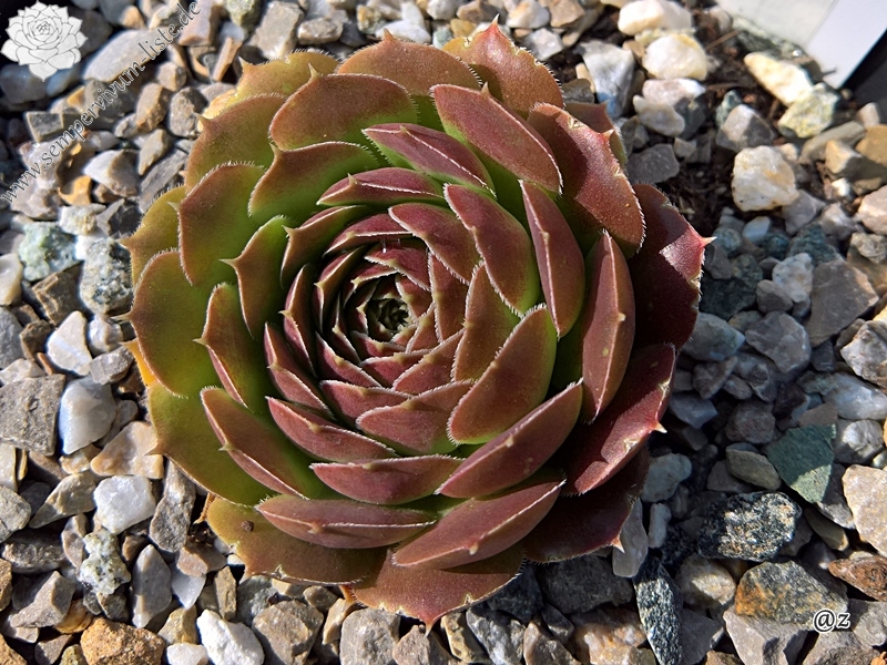 Korspelse Zebea / Jovi