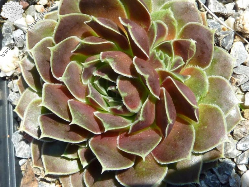 Constance Spry / Jovi