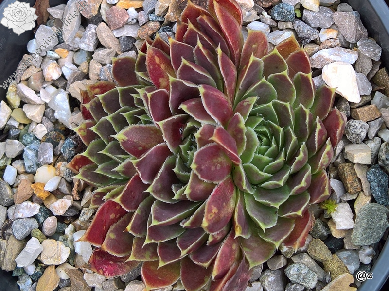 Korspelse Jorinde / Jovi