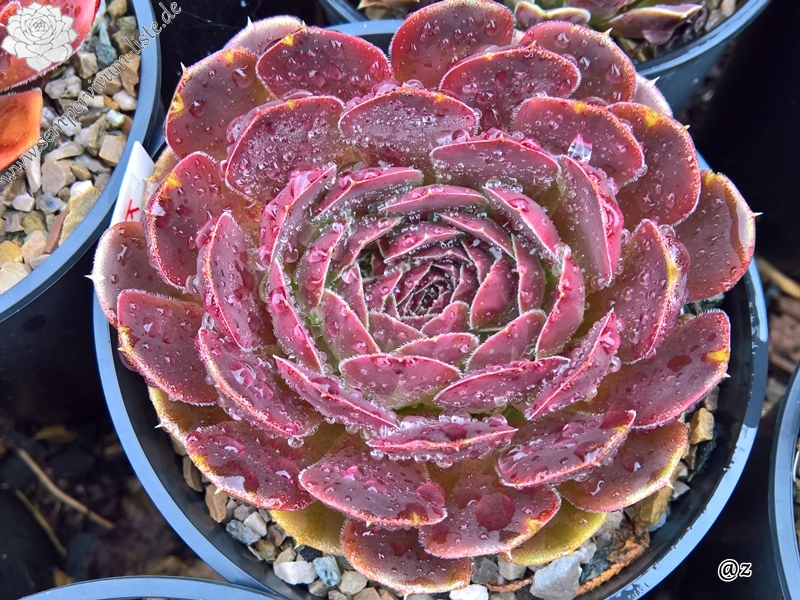 Korspelse Zebea / Jovi