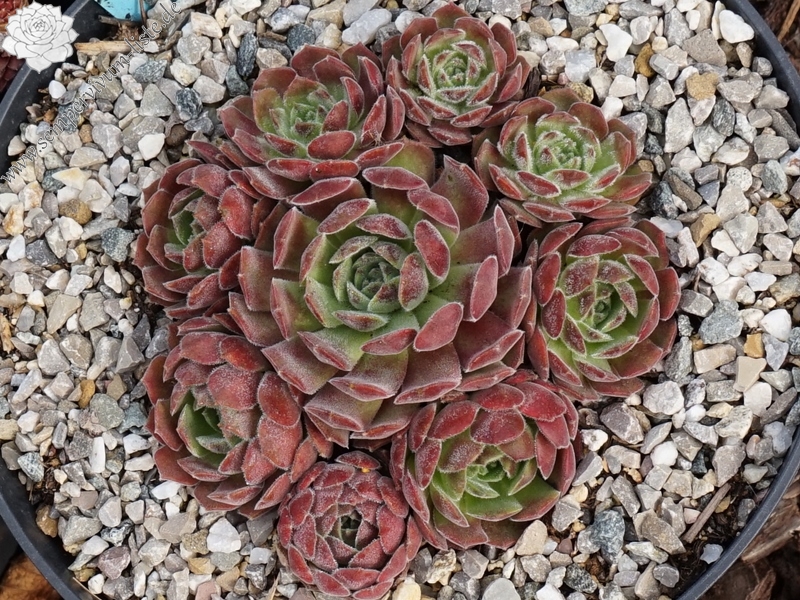 Lee Clair's Hybrid No. 1