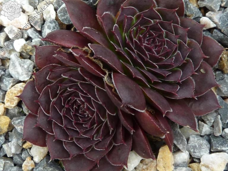 Korspel Krakeling / Jovi