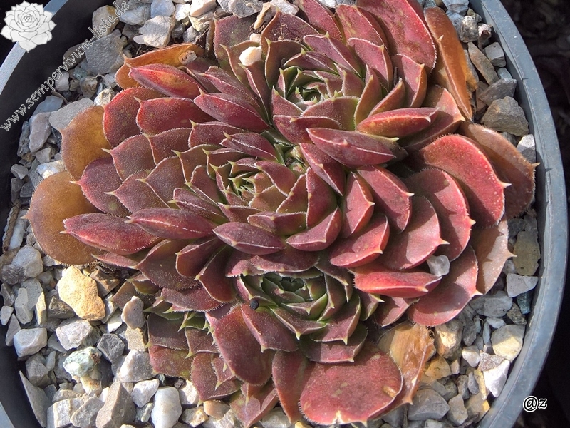 Korspelse Zebea / Jovi