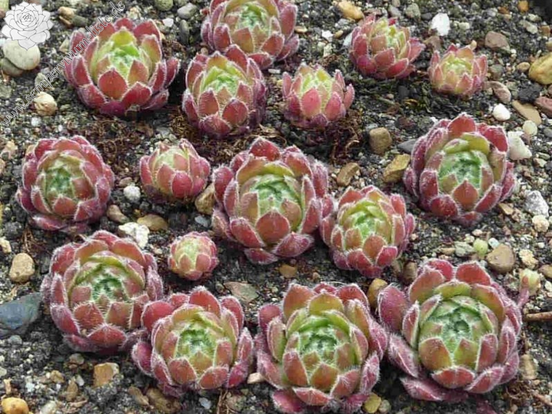 Lee Clair's Hybrid No. 1