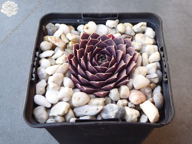 Korspel Dunkle Schone / Jovi