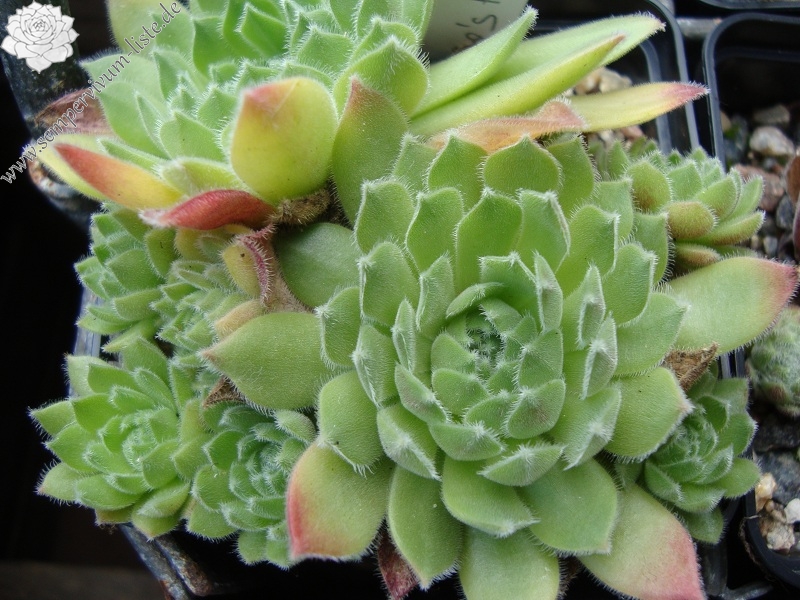 Lee Clair's Hybrid No. 1