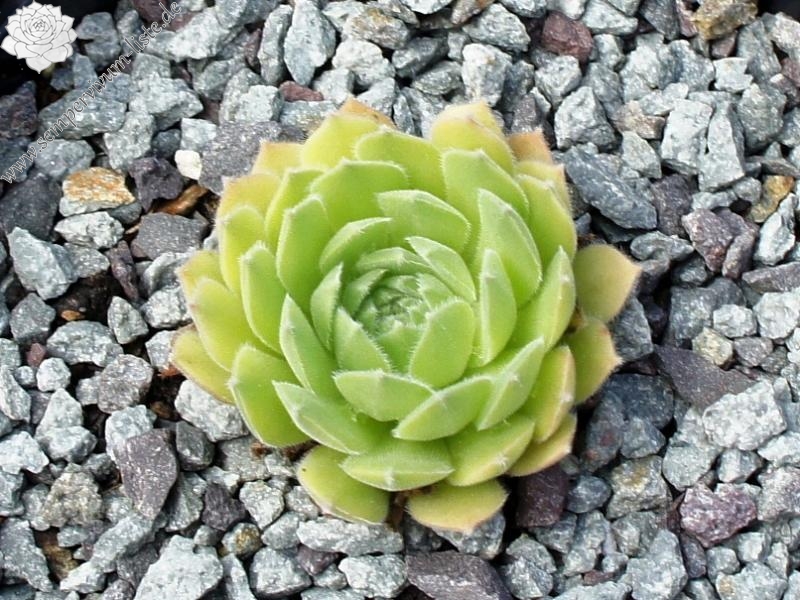 Lee Clair's Hybrid No. 1