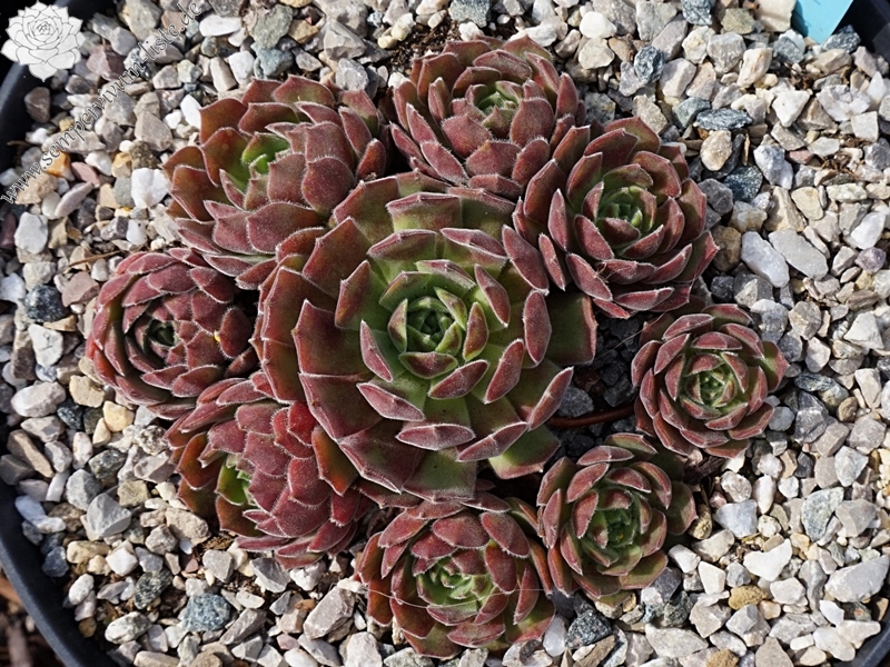 Lee Clair's Hybrid No. 1