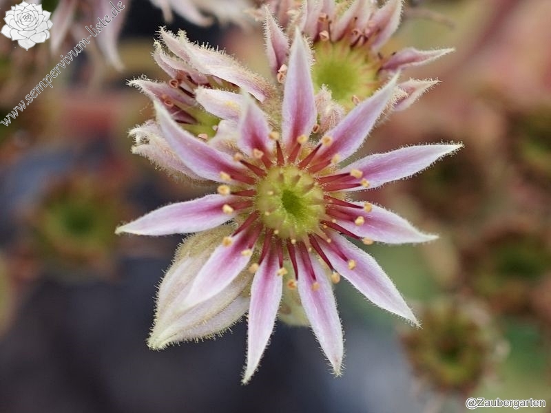 Lee Clair's Hybrid No. 1