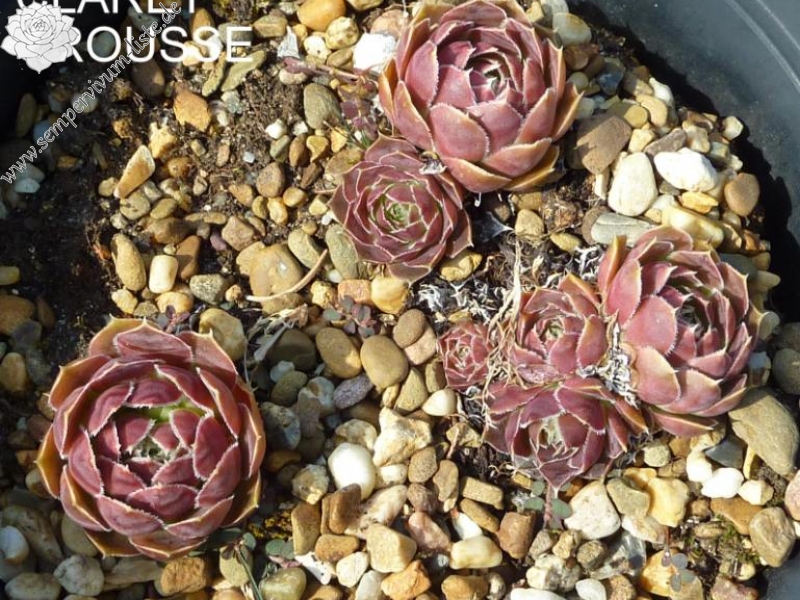 Claret Crousse / Jovi