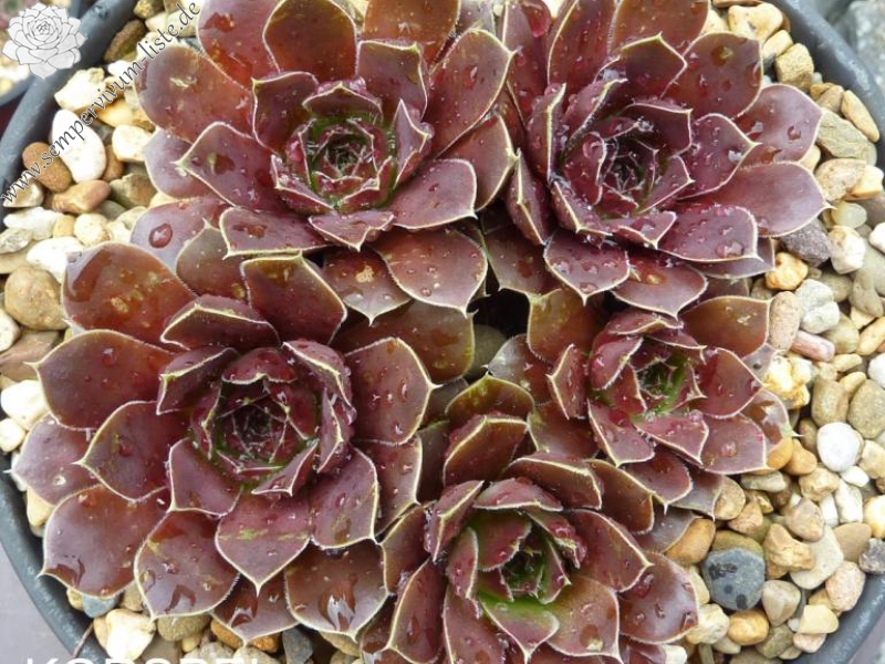 Korspel Grorie / Jovi