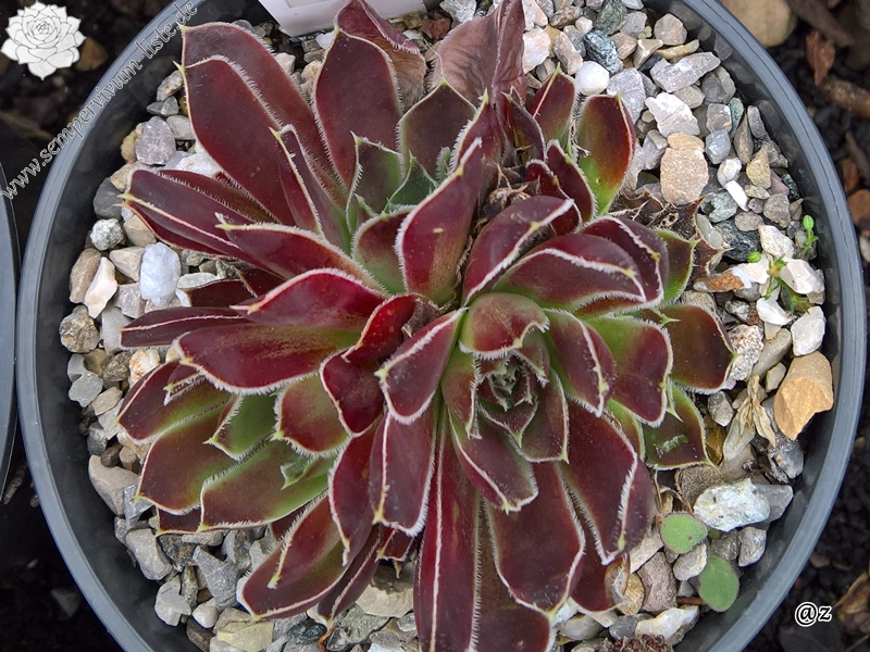 Korspelse Jorgia / Jovi