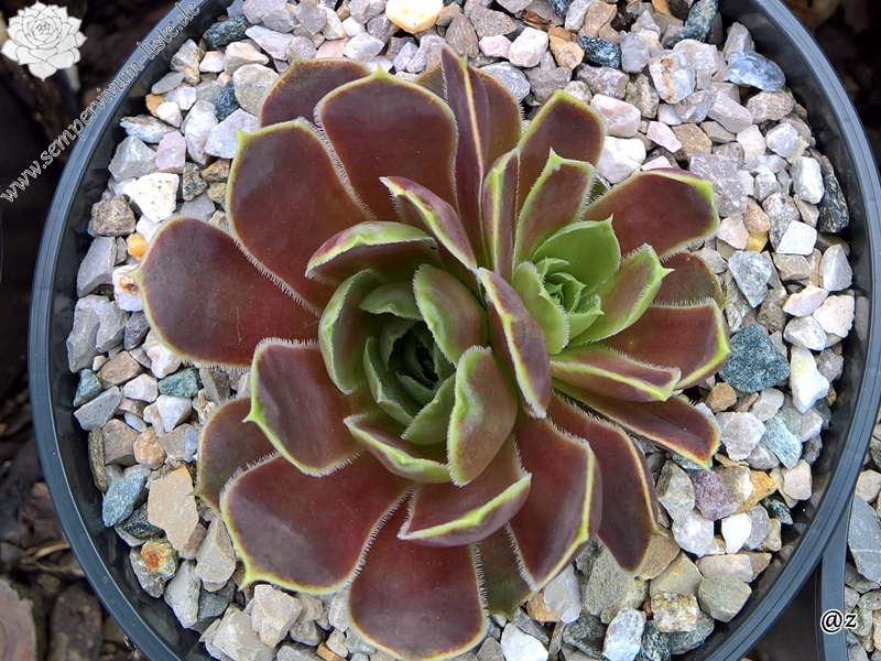 Korspelse Zafira / Jovi