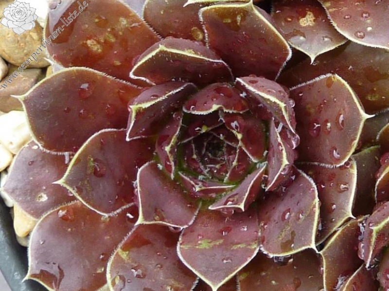 Korspel Grorie / Jovi