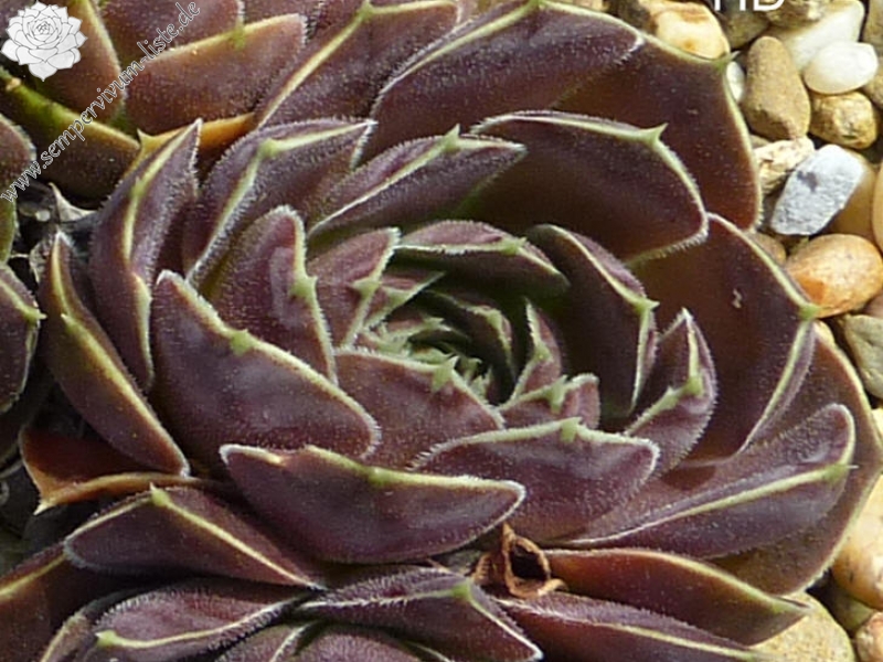 Korspel Red Luster / Jovi