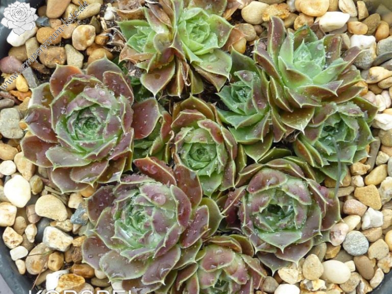 Korspel Wedding Day / Jovi