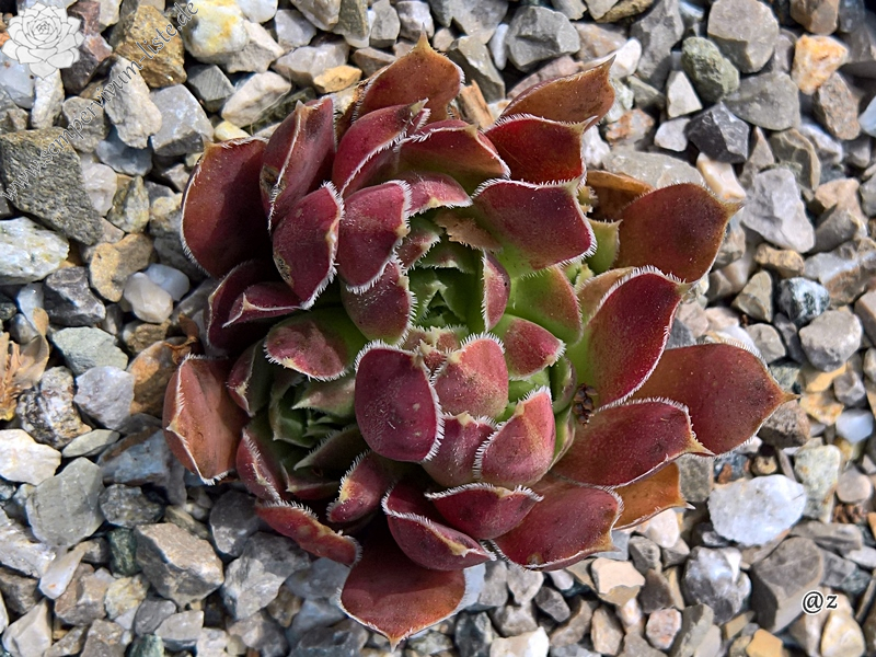 Korspelse Jorgia / Jovi