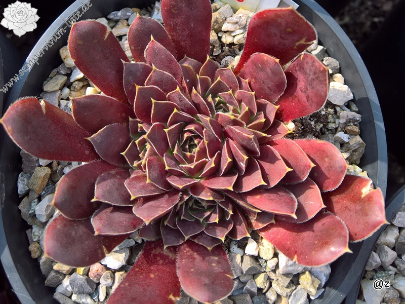 Korspelse Pauline / Jovi