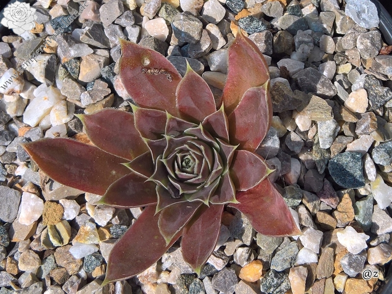 Korspelse Zafira / Jovi